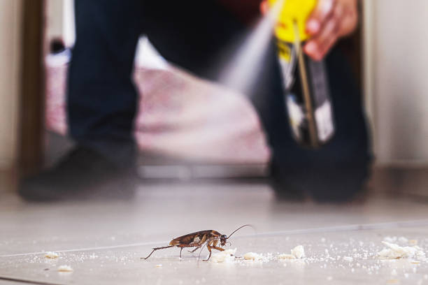 Best Termite Control Services  in Noank, CT